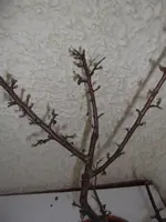 DSCF9031.webp