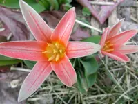 CIMG2843.webp