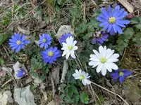 CIMG2845.webp