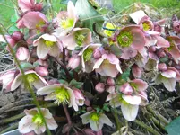 CIMG9817.webp