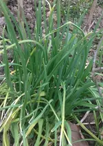 Knoblauch.webp