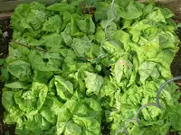 Kopfsalat.webp