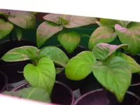 chili3.webp