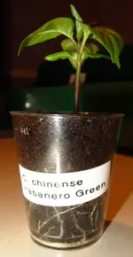 chili4.webp