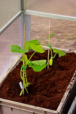 Zucchini und Gurke am 06042013 ins GWH umgezogen_500.webp