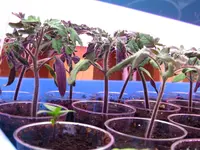 tomate0.webp