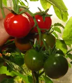 tomate2.webp
