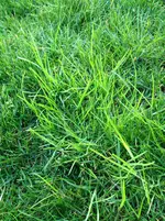 rasen_2.webp