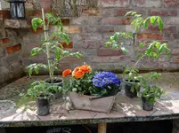 Tomaten.webp