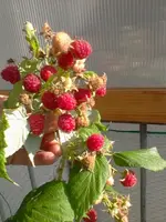 himbeeren.webp