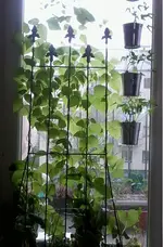 fenster.webp