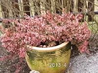 Gartenjahr 2013 010 Leben.webp