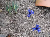Gartenjahr 2013 008 Krokus.webp