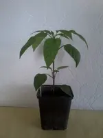 Black Hungarian09_04_13.webp