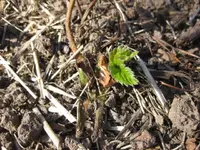 Erdbeere (2).webp