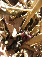 Phlox.webp