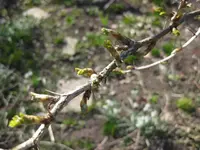 Stachelbeere.webp