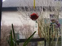 Fenster1.webp