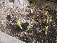 Ohne Schnecke 9.4.2013.webp