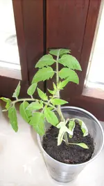 S7308195.webp