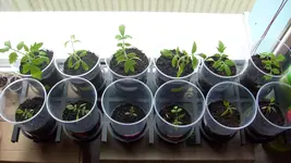 9.April 2013 (5).webp