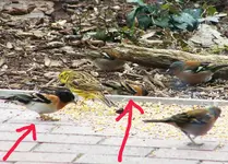 100B4980.2.webp