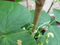 SAM_0623.webp