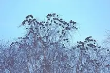 Stare sind wieder da1_900.webp