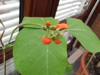 SAM_0625.webp