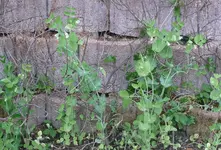 Erbsen1.webp