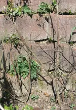 Erbsen_Gerüst_nah1.webp