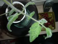 DSCF3455.webp