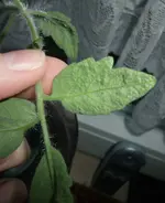 DSCF3457.webp