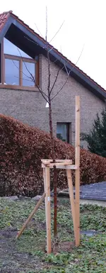 obstbaum-ApfelHochstamm1.webp
