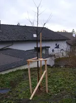 obstbaum-ApfelHochstamm.webp