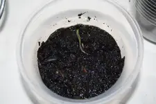 Cherrytomate Chicco Rosso 08.04.2013.webp