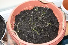Dill 08.04.2013.webp
