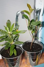 Rhododendron und Kamelie 08.04.2013.webp
