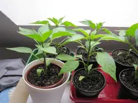 IMG_1527a.webp