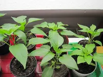 IMG_1528a.webp