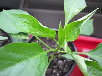 IMG_1530a.webp