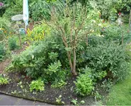 neues beet Rhod.webp