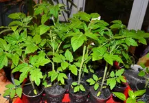 DSC_3893_rote_Stabtomate.webp