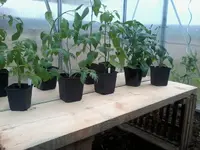 GWH9April1.webp