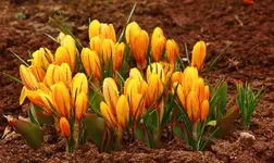 Krokusse im Regen_1024.webp