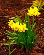 Narzissen im Frühlingsregen2_1000.webp