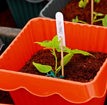 Inkagurke_640.webp