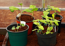 diverse Sonnenblumen_Feuerbohnen_ erste Kressen_640.webp