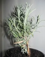 Lavendel.webp