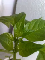 IMAG1026.webp